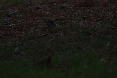 Junco hyemalis