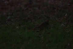 Cardinalis cardinalis