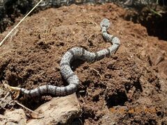 Crotalus lepidus