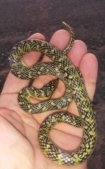 Erythrolamprus poecilogyrus