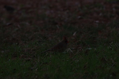 Cardinalis cardinalis