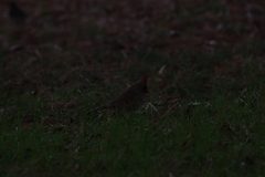 Cardinalis cardinalis