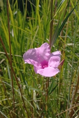 Rhabdadenia ragonesei