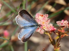 Celastrina echo