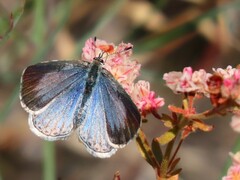 Celastrina echo
