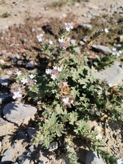 Glandularia quadrangulata