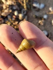 Phasianotrochus eximius