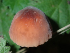 Marasmius plicatulus