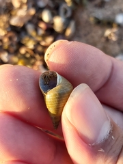 Phasianotrochus eximius