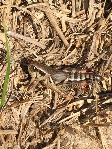 Dawson's Spur-throat Grasshopper photo 5