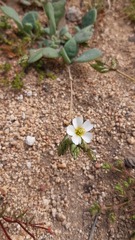 Cistanthe arenaria