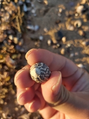 Austrocochlea porcata