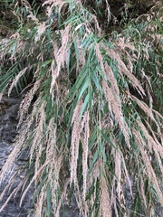Arundo formosana