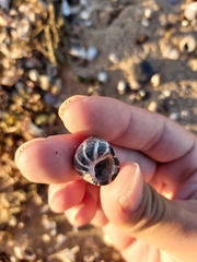 Austrocochlea porcata