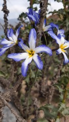 Leucocoryne coquimbensis