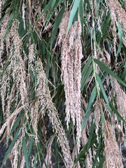 Arundo formosana