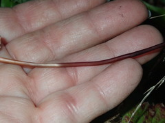 Marasmius plicatulus