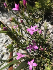 Boronia spathulata