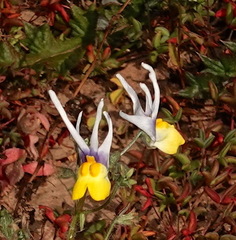 Nemesia cheiranthus