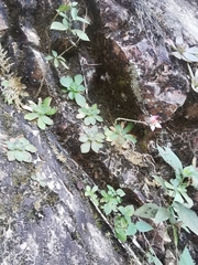 Echeveria roseiflora