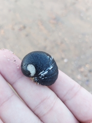 Nerita melanotragus