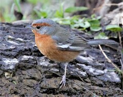 Microspingus erythrophrys