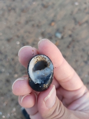 Nerita melanotragus