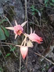 Echeveria roseiflora