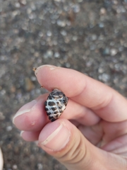 Tenguella marginalba