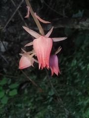 Echeveria roseiflora