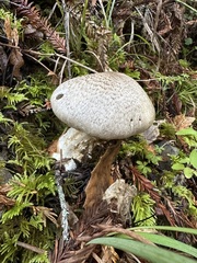 Tricholoma pardinum
