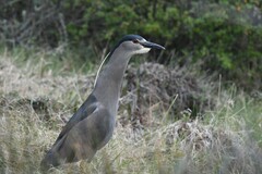 Nycticorax nycticorax obscurus