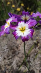 Leucocoryne coquimbensis