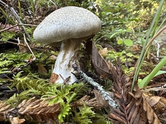 Tricholoma pardinum