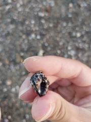 Tenguella marginalba