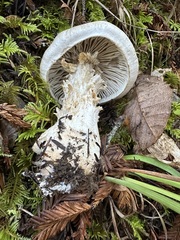 Tricholoma pardinum