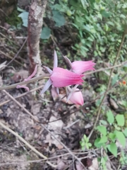 Echeveria roseiflora