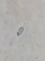 Euglenozoa