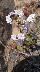 Moscharia pinnatifida
