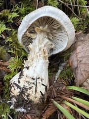Tricholoma pardinum