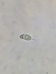 Euglenozoa