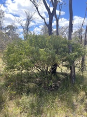 Acacia cultriformis