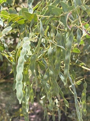 Acacia cultriformis