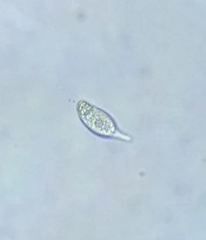 Euglenozoa