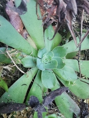 Echeveria roseiflora