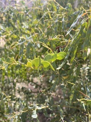 Acacia cultriformis