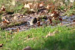 Junco hyemalis