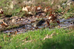 Junco hyemalis