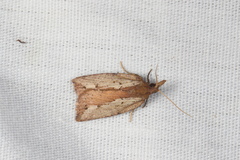 Planotortrix notophaea