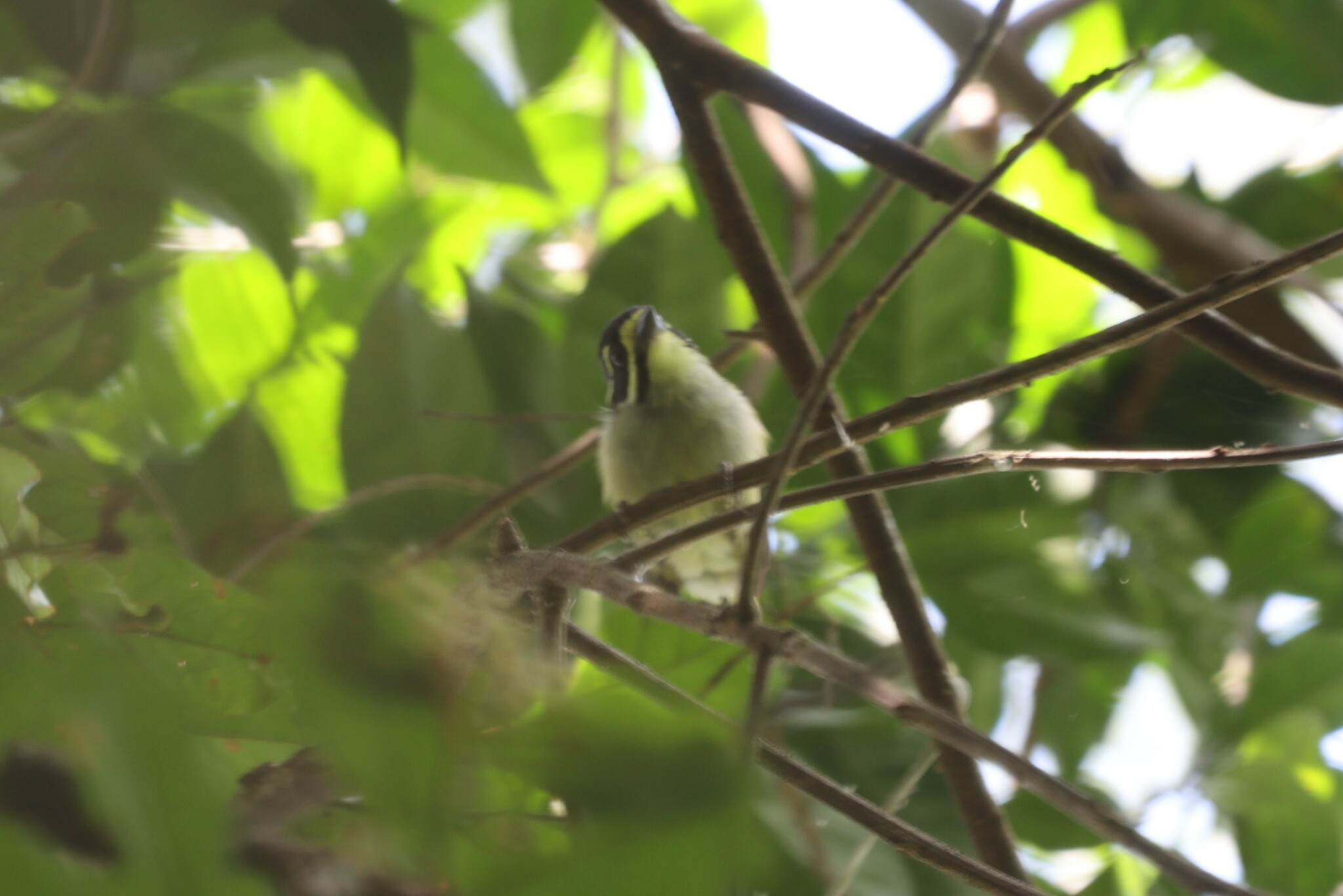 Yellow-throated Tinkerbird (Pogoniulus subsulphureus)